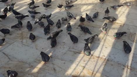 birds pigeons