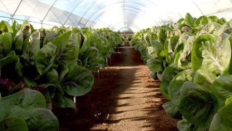 growing organic lettuce in hydroponic farm greenhouse, rows of fresh produce, copy space