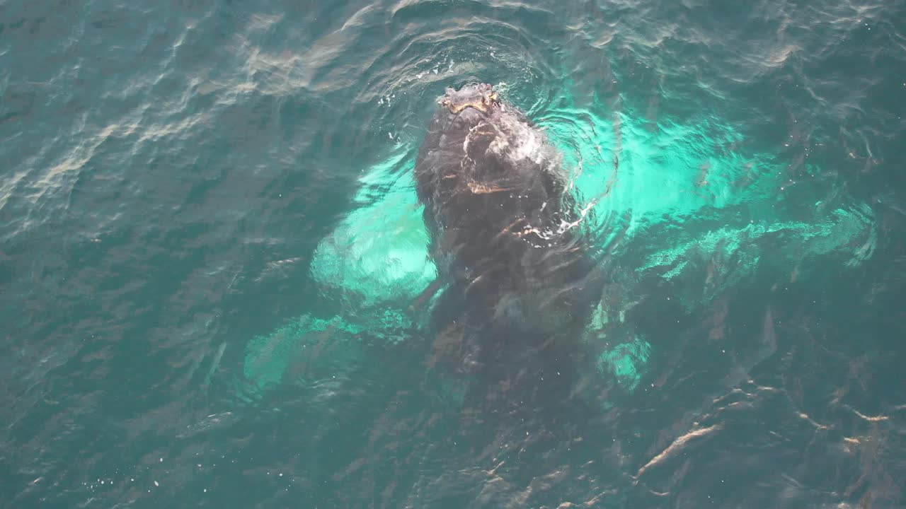 Head Of Humpback Whales Emerging In The Clear Water Of Ocean