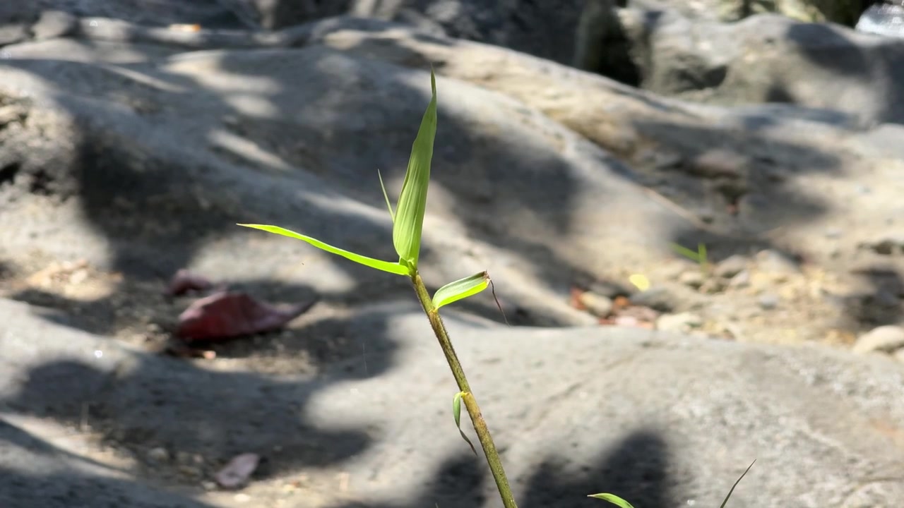 Small Green Plant Growing Among Rocks in Nature