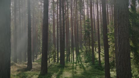 Morning-fog-disperses-within-a-vibrant-pine-forest,-revealing-the-enchanting-play-of-early-sunlight