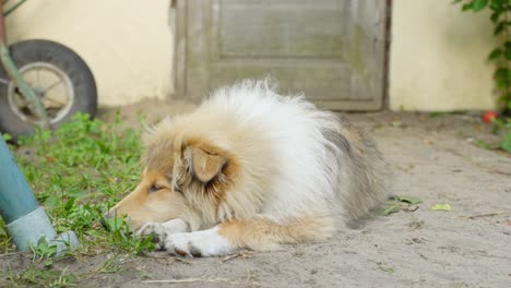 Rough-collie-dog-sleeps-on-ground-outdoors-in-countryside,-front-view