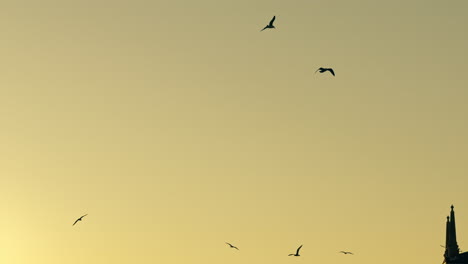 birds soaring over a city at sunset