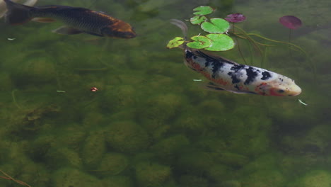 dos peces koi, uno claro, el otro oscuro