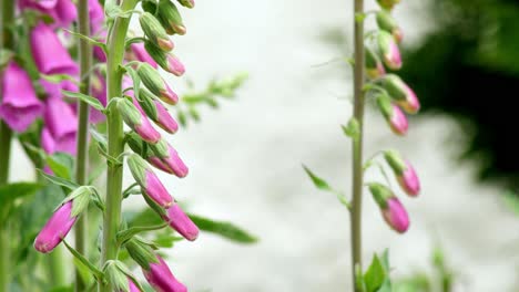 budding foxglove flowers and stems blow around in a gusty wind in a garden setting