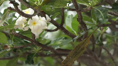 Flores-De-Plumeria-En-El-Sur-De-Tailandia