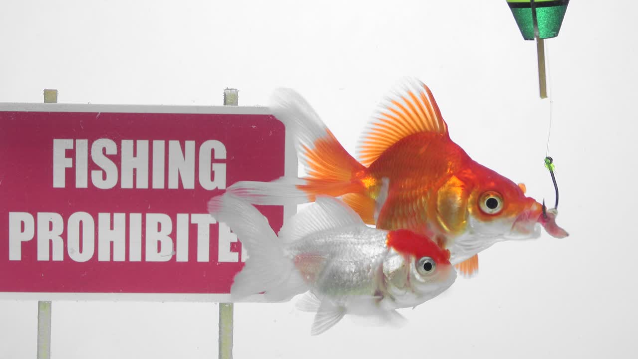 금색 물고기가 패널 앞에 수영하는 시 금지