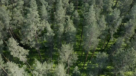 Aerial-View-Of-Dense-Pine-Trees-In-Woodlands---drone-shot