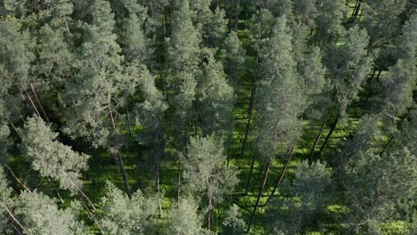 aerial view of dense pine trees in woodlands - drone shot