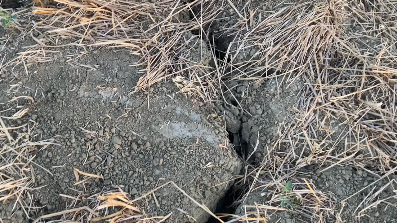 POV shot looking down at parched cracked soil with yellow dry grass. Evocative scene representing drought, climate change impact, and extreme dry conditions in nature