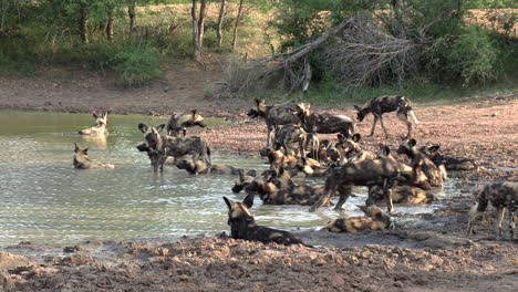 wide shot of a large pack of african wilddogs resting and cooling off together in a small pan in africa