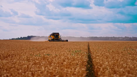 machine harvesting wheat field. combine spinning and cutting yellow ears of wheat