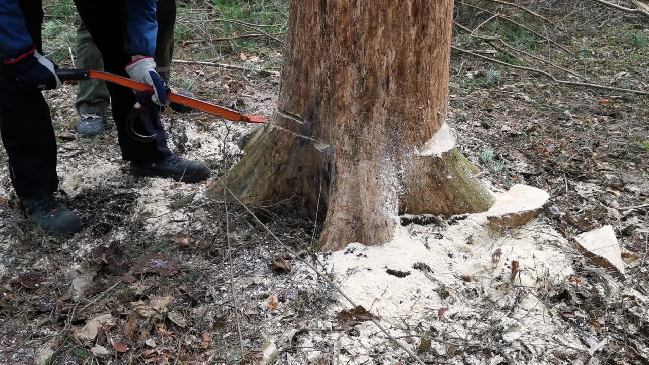 Person handling and turning log with cant hook in forest