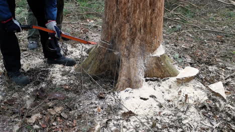 persona que maneja y gira un tronco con un gancho de elevación en el bosque