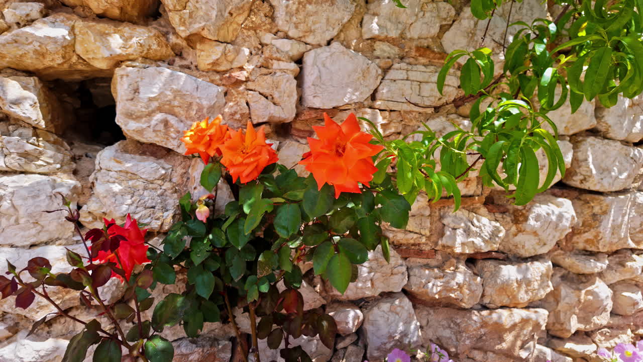 Orange roses bloom between the stone walls of the Chlemoutsi Castle Museum.