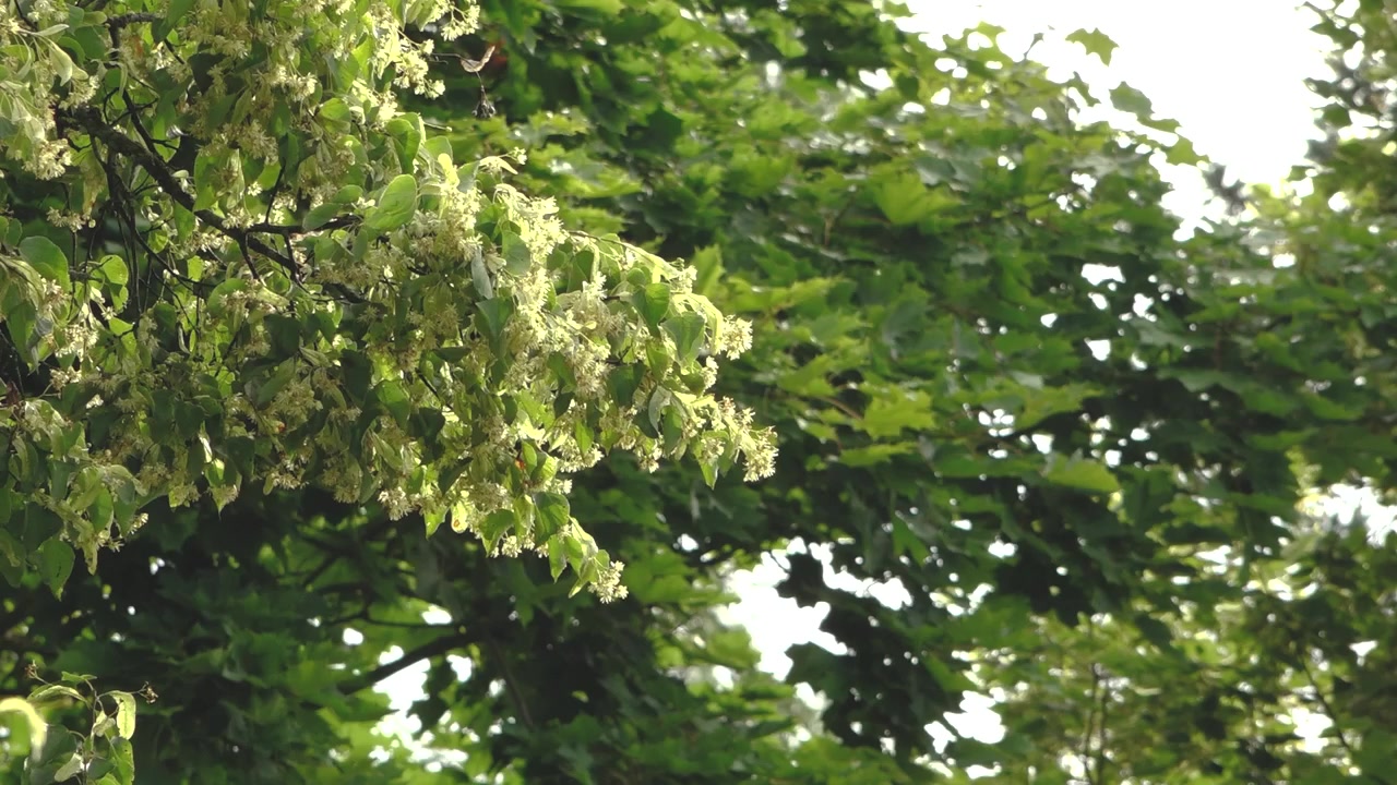 Rigogliosi rami verdi di tiglio coperti di pallidi fiori in un soleggiato parco estivo, circondati da una fitta vegetazione naturale.