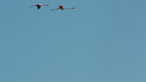 flamencos carmargue 13
