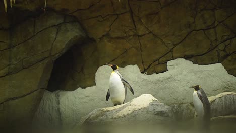 Königspinguine-Laufen-Durch-Die-Felshöhle-Im-Indoor-Zooaquarium