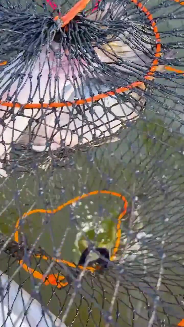 Un'inquadratura verticale dettagliata di un granchio intrappolato all'interno di una rete a maglie nere e arancioni.