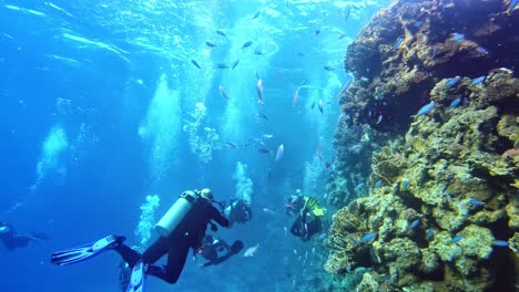 diversión y alegría de bucear en el arrecife de coral.