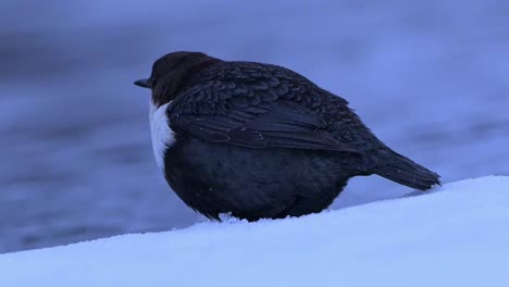 garganta blanca en la nieve mirando el río que pasa, detallado de cerca al anochecer