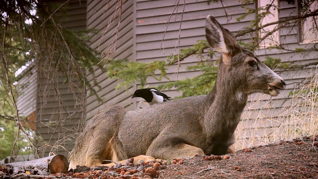 Magpie grooming a deer behind a building