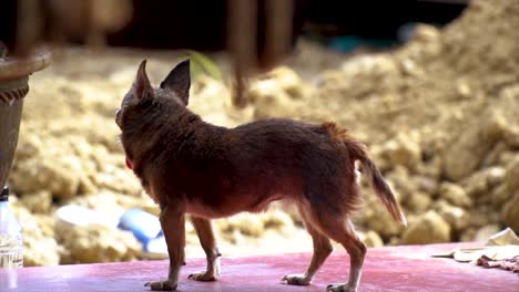 thailand slow motion old and ugly chihuahua dog