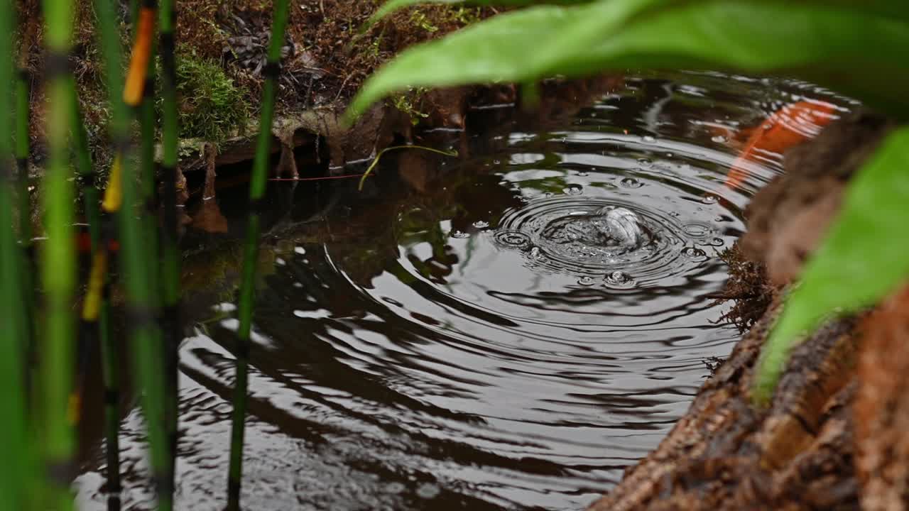 코이 카프 가 헤엄치는 하천 의 물 표면 에 원 을 이루는 방울