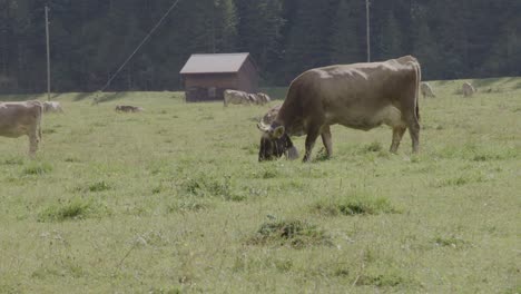 Bergrinder-Leben-In-Einer-Gesunden-Und-Natürlichen-Umgebung