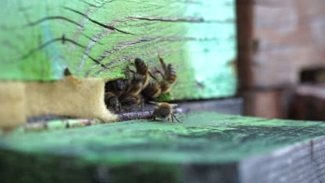 bees return to hive entrance in captivating nature video