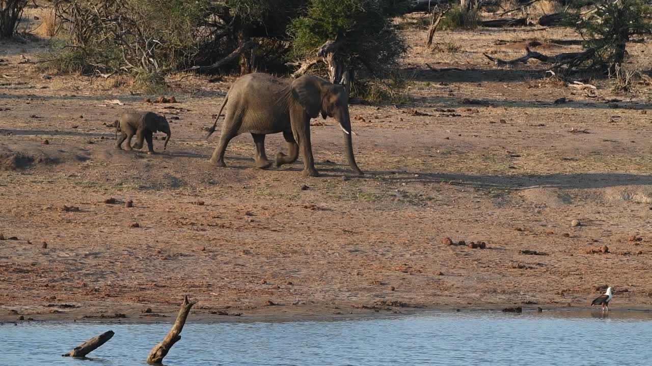 송아지와 또 다른 어린 코끼리가 물웅덩이를 향해 가는 코끼리 소, 크루거 국립공원