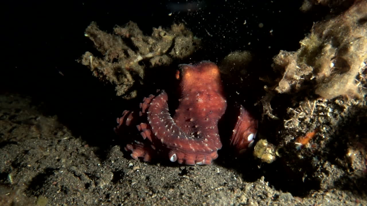 pulpo gigante por la noche escondiéndose en los arrecifes de coral