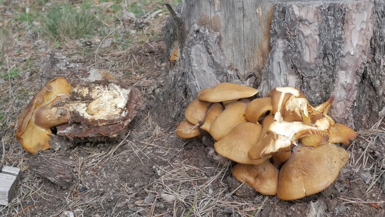 Mushrooms growing from a decaying stump in the forest, showcasing the fungi's details