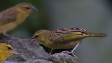 pájaro tejedor juvenil mendigando o comida