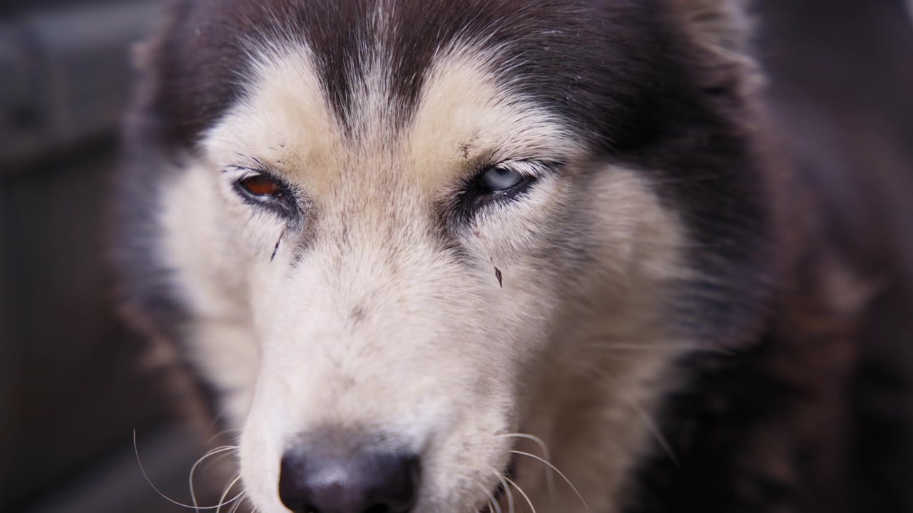 Streunender Husky mit Heterochromie