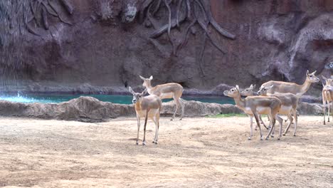 Ciervo-Pacífico-En-El-Zoológico