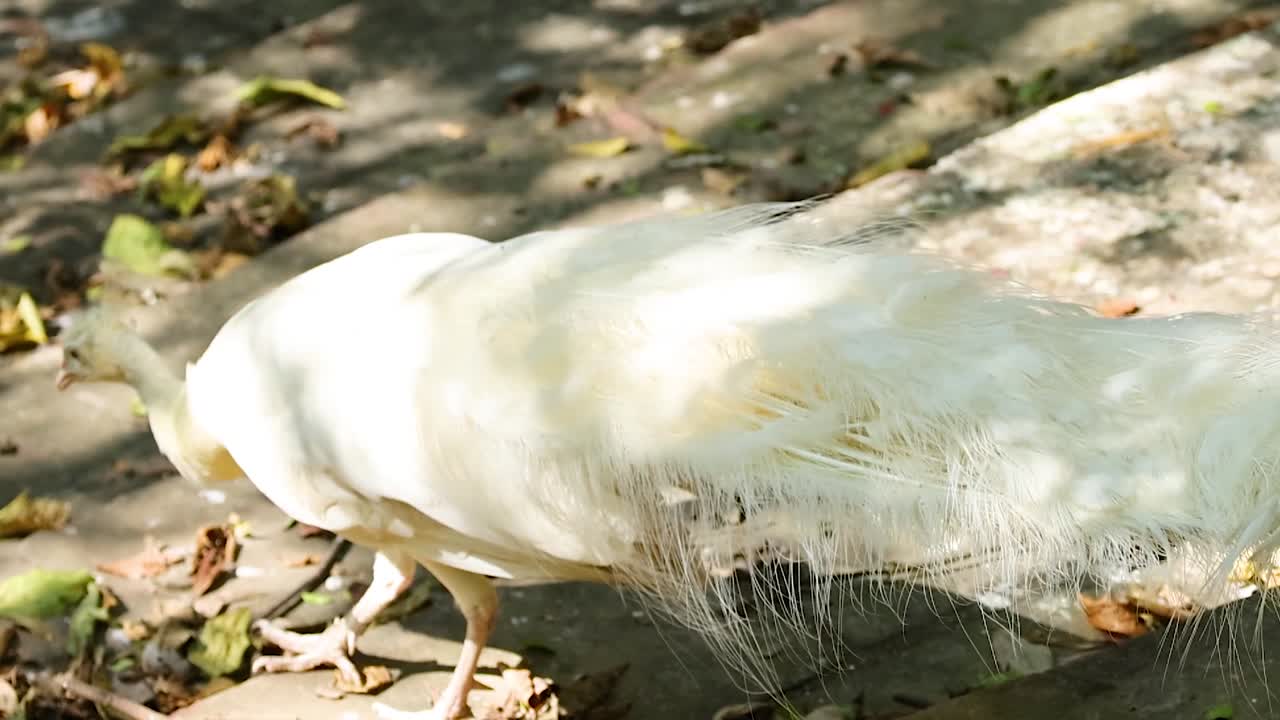 A white peafowl gracefully walks on a leaf-strewn path, its feathers illuminated by dappled sunlight.