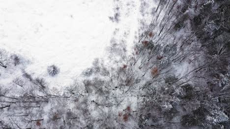 aerial top down flying forward over a snow covered forest with bare trees and evergreens into a field