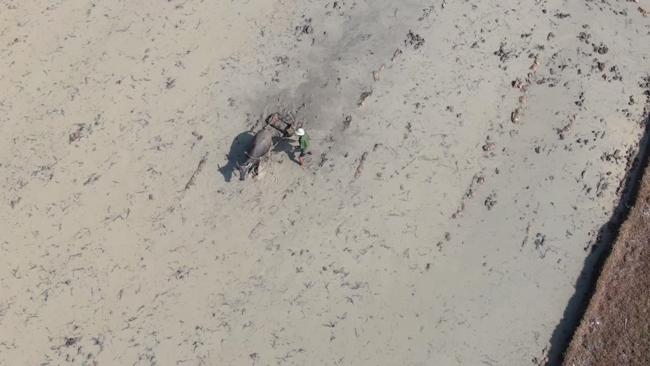 농부는 전통적인 농업 방식으로 물소를 사용하여 논을 쟁기질합니다