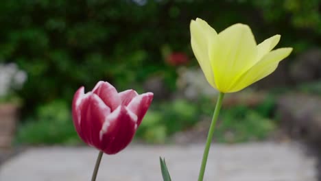 two tulip closeup in the garden