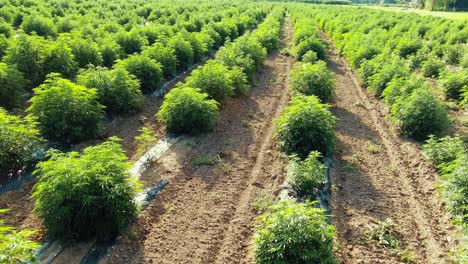 Giro-Aéreo-Lento-Sobre-Las-Plantas-De-Cáñamo-Industrial-De-Marihuana-Medicinal-Legal-En-Lancaster-Pennsylvania-En-Una-Tarde-Soleada-De-Verano