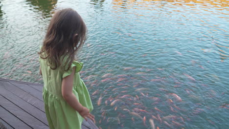 caucasian blond toddler girl feeding a school of japanese carp fish with fodder, koi fishes standing on a wooden pier by the pond