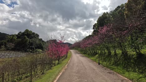 a scenic walk through a blooming tree-lined pathway.