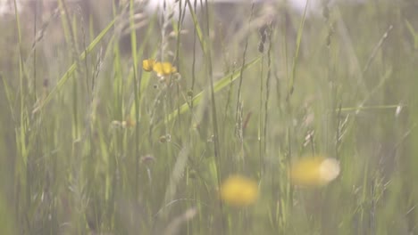 Buttercup-meadow-blows-in-breeze