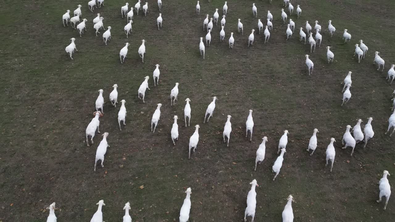Flock of sheep in a large field