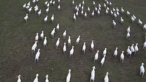 flock of sheep in a large field