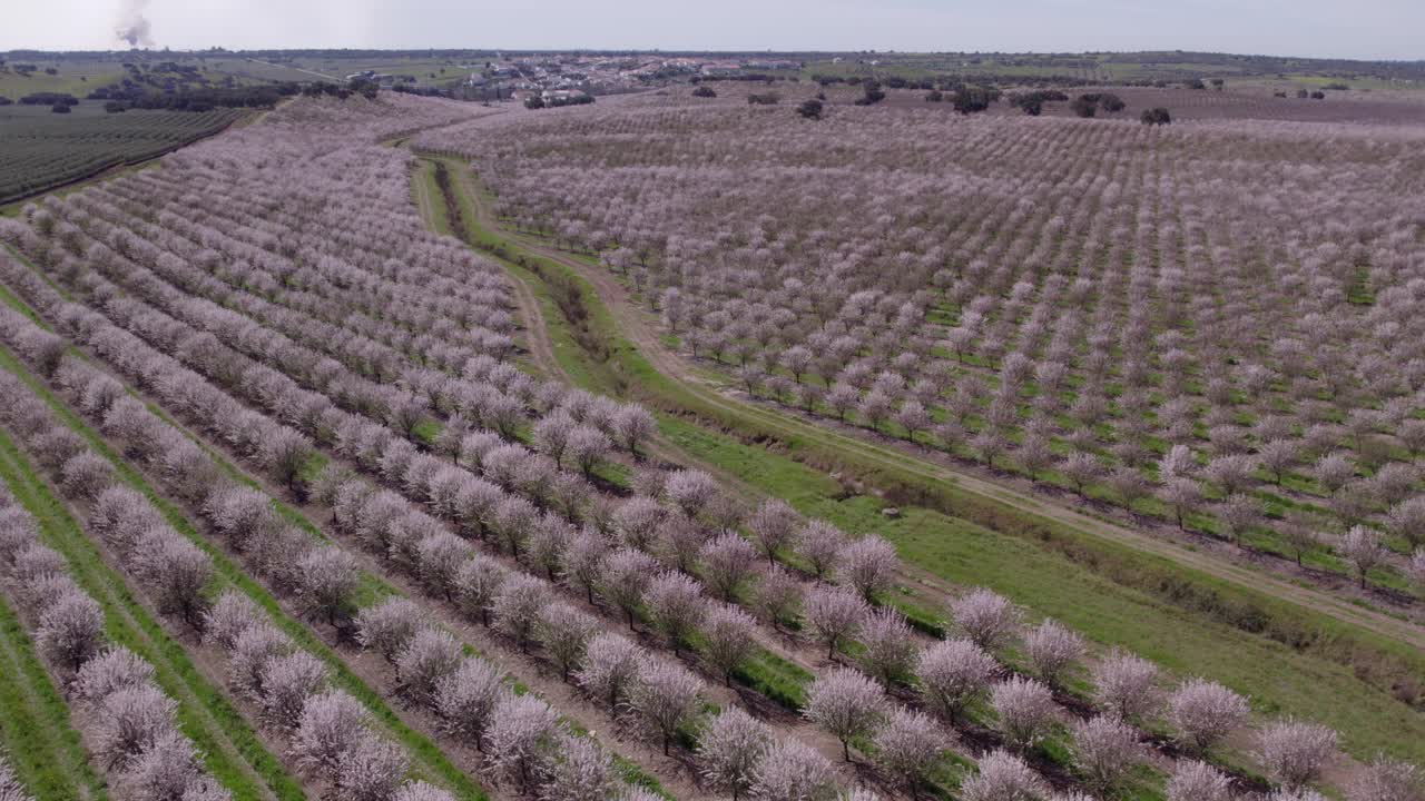 Prato pieno di mandorli in fiore in Portogallo di giorno, ripresa aerea