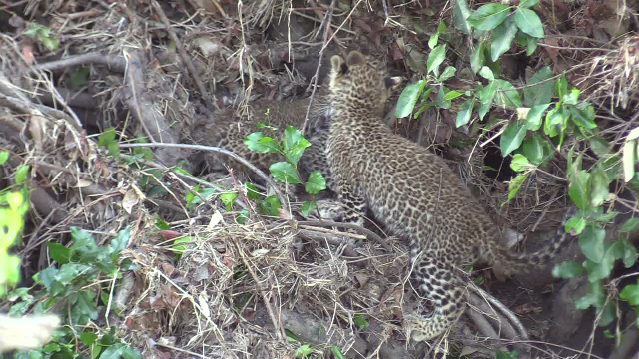 lindo y pequeño cachorro de leopardo juega peleando con un hermano, muerde la cola, masai mara