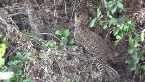 Lindo-Y-Pequeño-Cachorro-De-Leopardo-Juega-Peleando-Con-Un-Hermano,-Muerde-La-Cola,-Masai-Mara