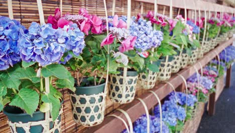 beautiful hydrangea in a basket